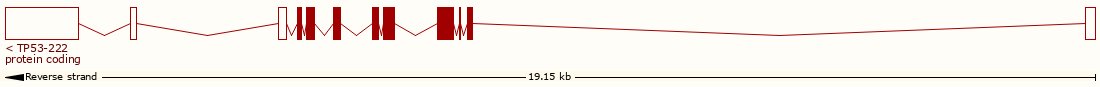 TP53 exonic structure